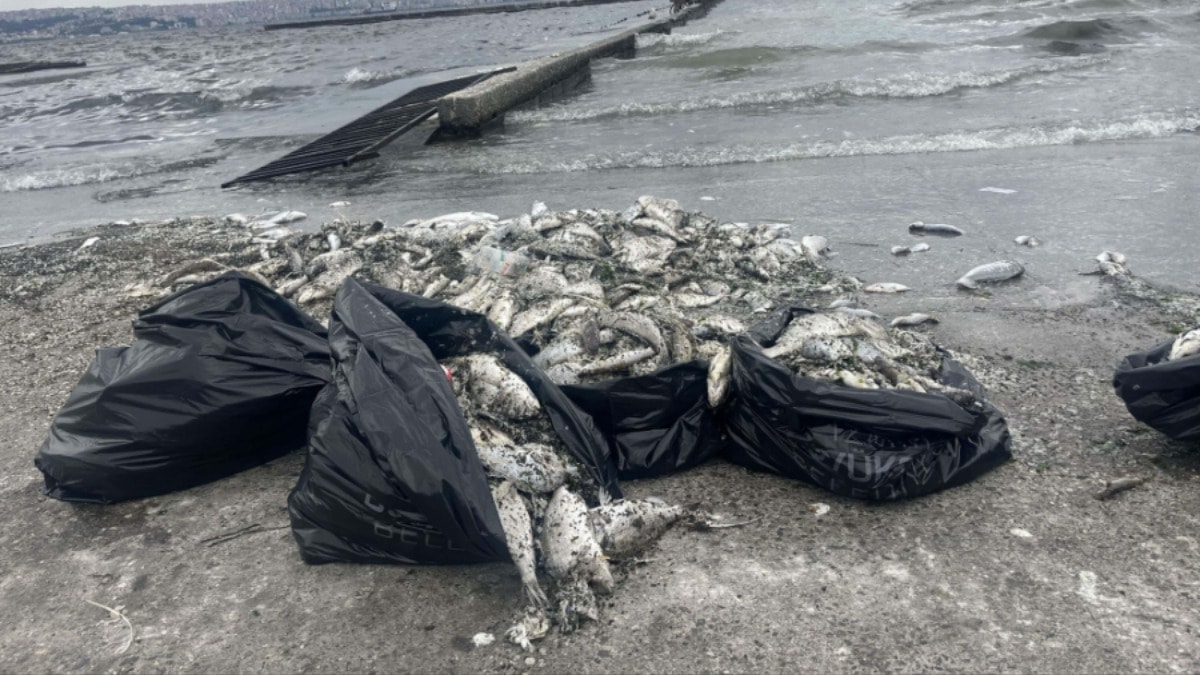 İzmir Körfezi'ndeki kirliliğin çözümünü açıkladı