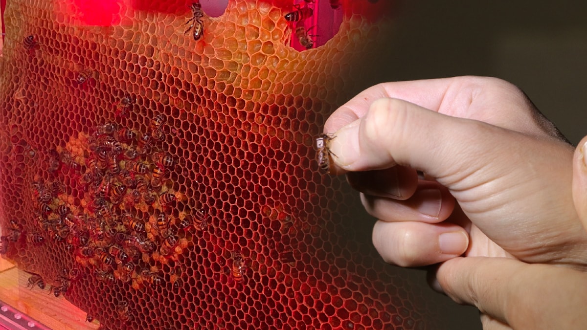 İnsanlığın onları kaybetme lüksü yok...  Sistem kuruldu, yapay zekayla takip ediliyor!