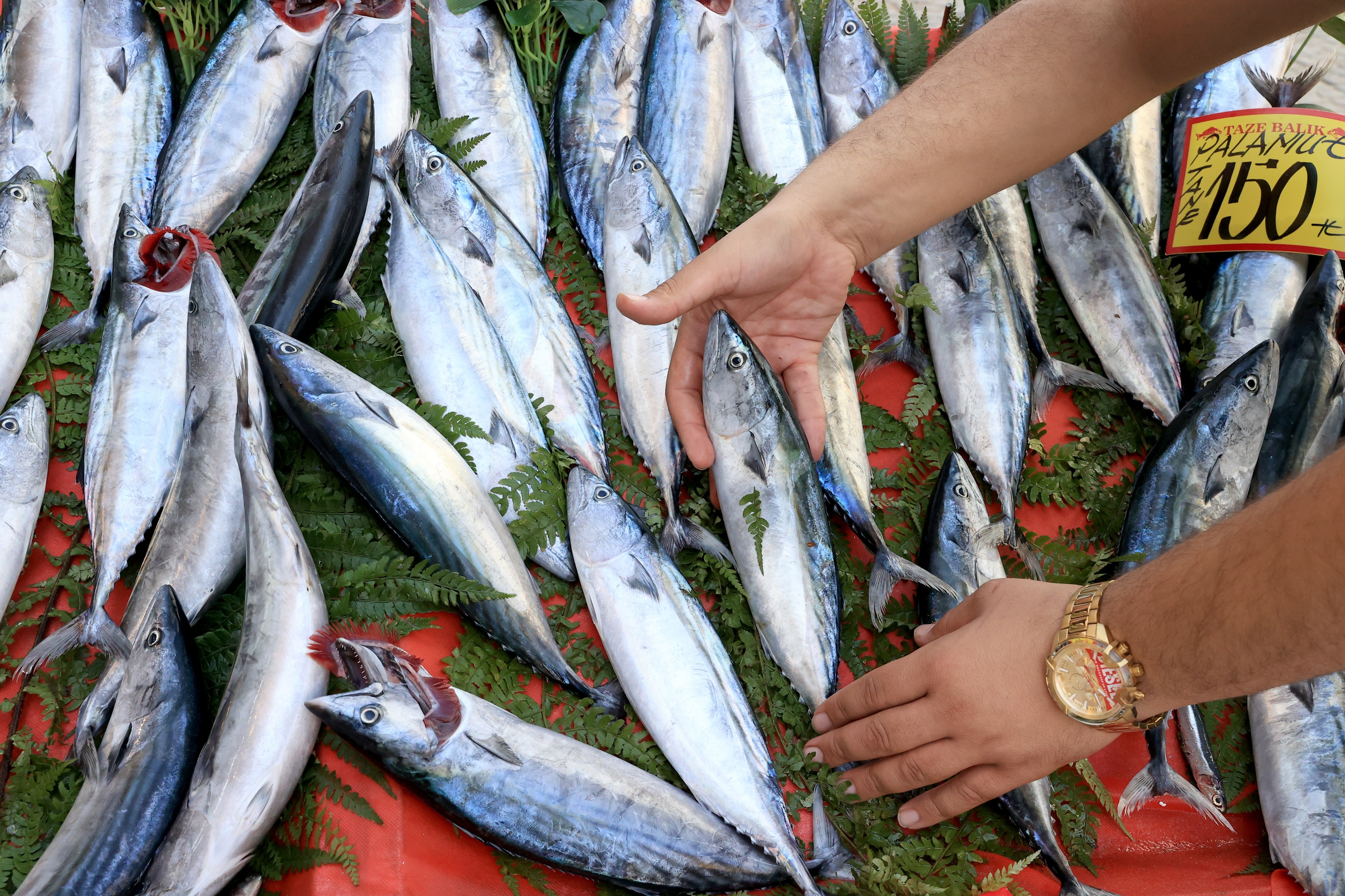 Hangi balık hangi ay tüketilmeli? Eylül ayında mutlaka bu balıkları tüketin...