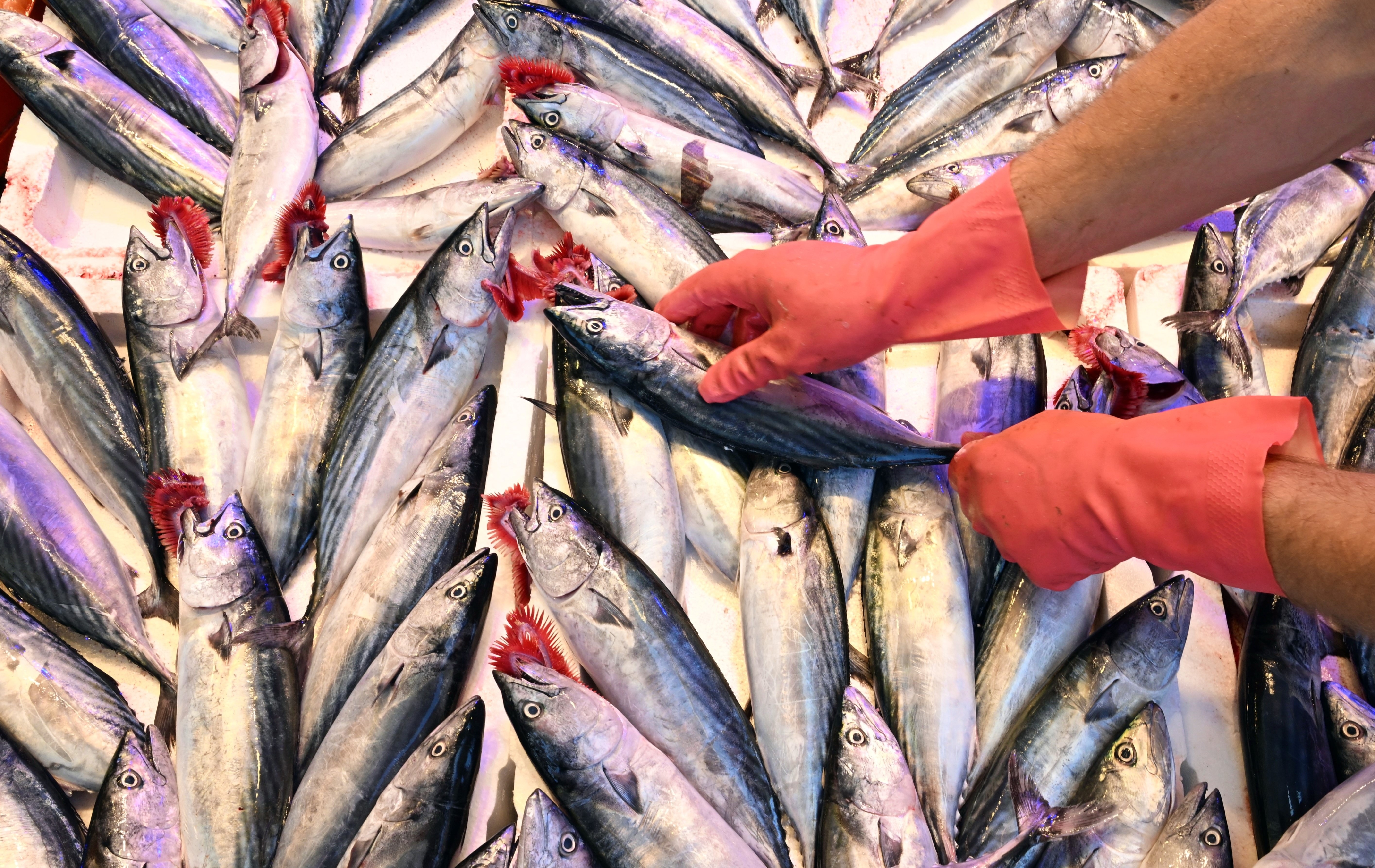 Yasak bitti tezgahlar doldu: İşte sezonun ilk balıklarının fiyatları