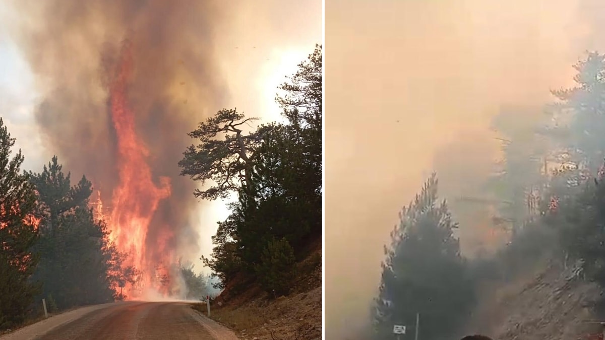 Bolu Göynük'te orman yangını