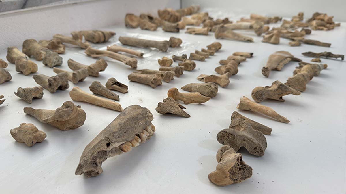 Antik sofraların gizemli sırrı: Manyas Gölü'nden gelen lezzetler ortaya çıktı