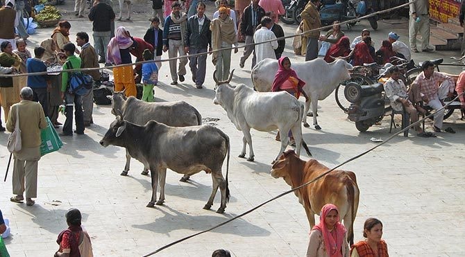 'İnek bekçileri' çetesi, öğrenciyi öldürdü