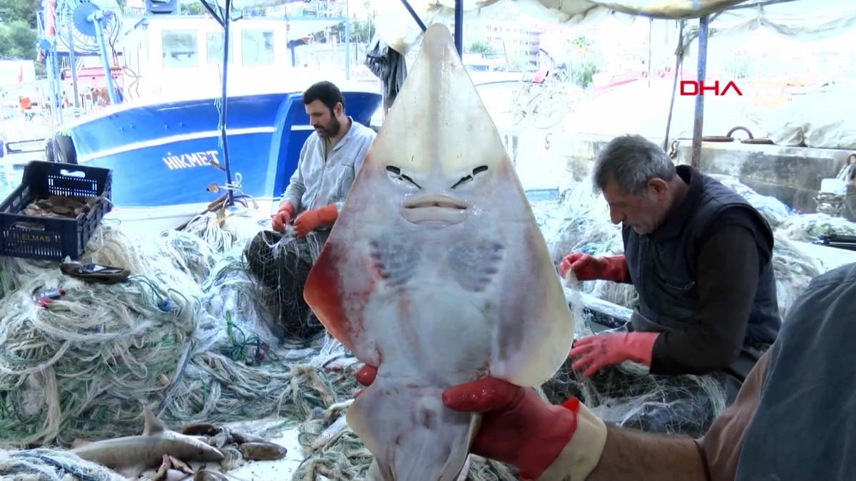 İlginç karşılaşma: 'İnsan yüzlü' balık geri döndü