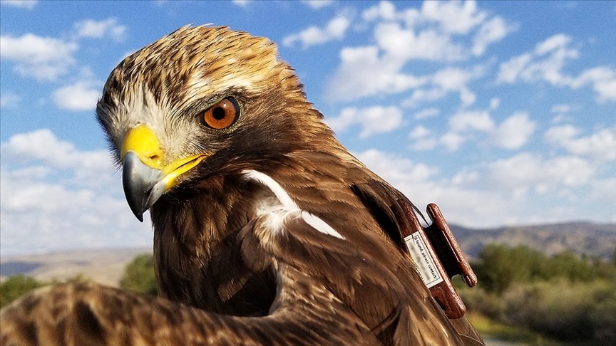 Kartal dehşeti: Bebeğe saldırdı