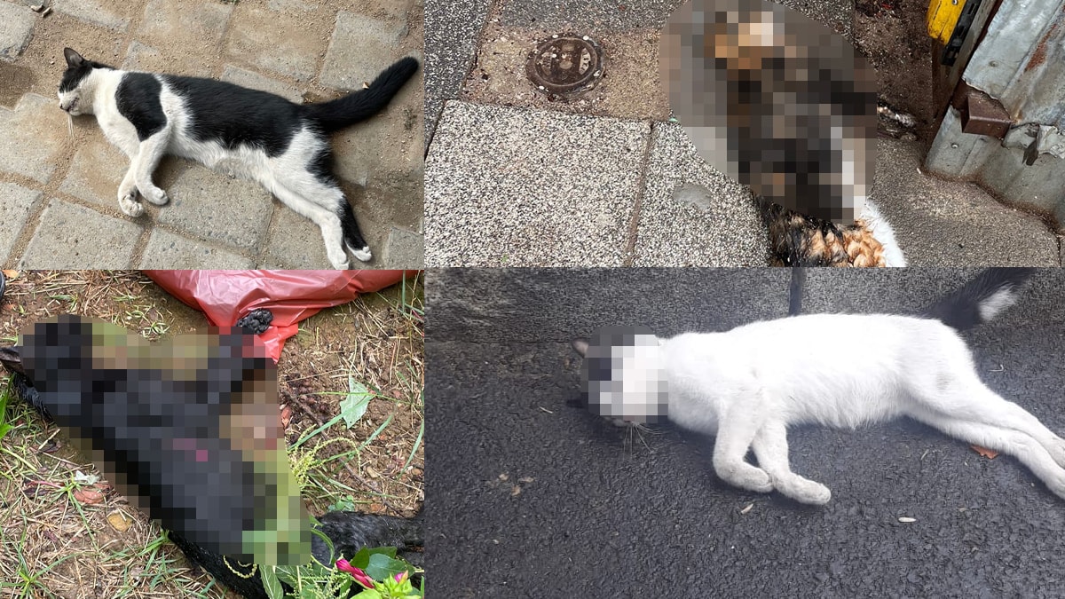 Kadıköy'de sokak hayvanları ölü bulundu, Başkan Kösedağı'ndan sert tepki geldi