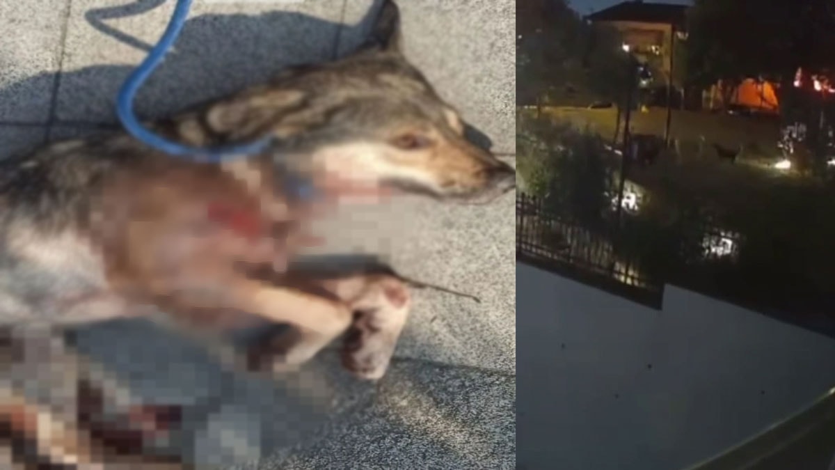 Kurşunların hedefi olan köpek öldü