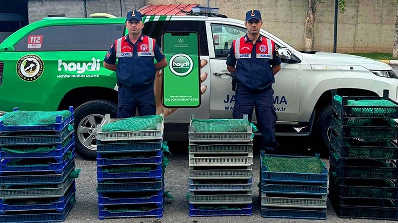 Araçtan 300 kilo canlı kurbağa çıktı