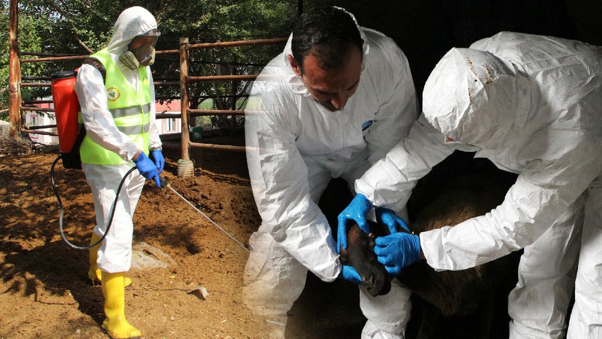 'Mavi dil' hastalığı yayıldı, hekimlerden açıklama geldi: Telaş ve korkuya gerek yok!