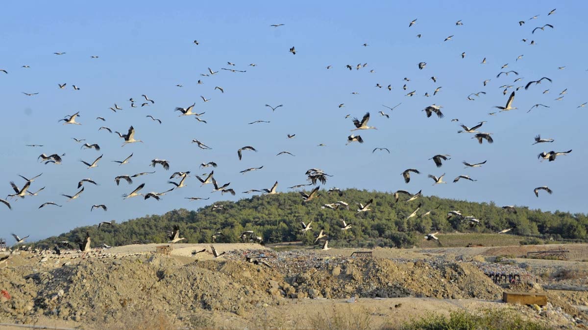 Binlerce kuşun Afrika göç yolcuğu başladı: Gökyüzünde görsel şölen oluştu