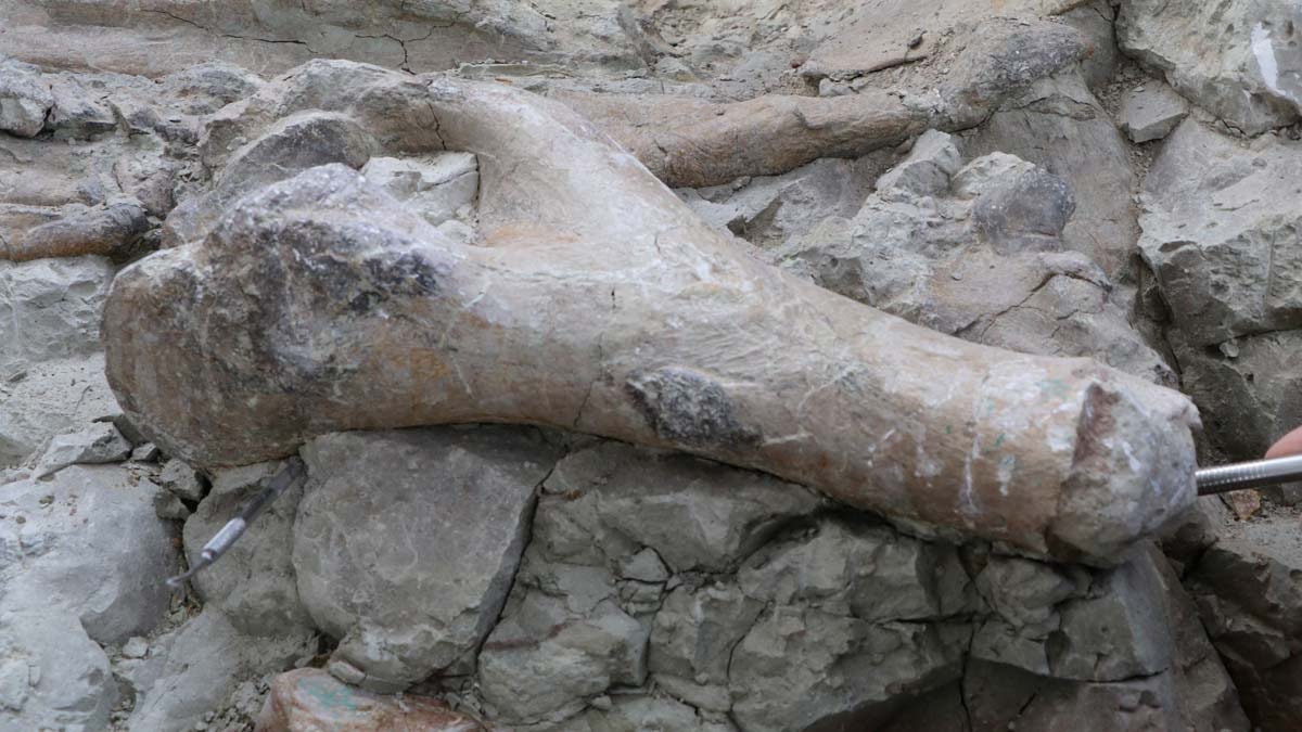 Tarihe ışık tutan keşif: 9 milyon yıllık fil kemikleri bulundu