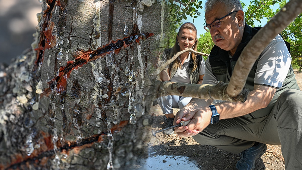 Köylülerin bildiği sır... Dikildikten 10 yıl sonra verim sağlıyor, çizilerek hasat ediliyor