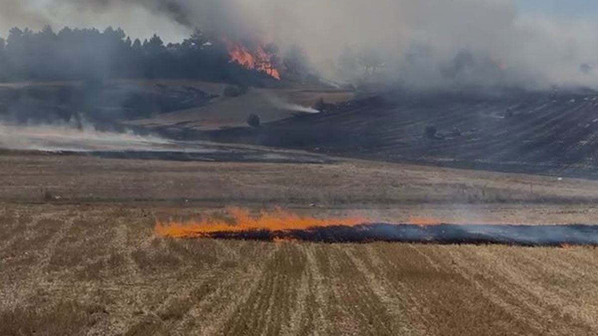 Anız yangını ormana sıçradı