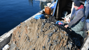 Müsilaj balıkçıların kabusu oldu: Avlanamıyorlar