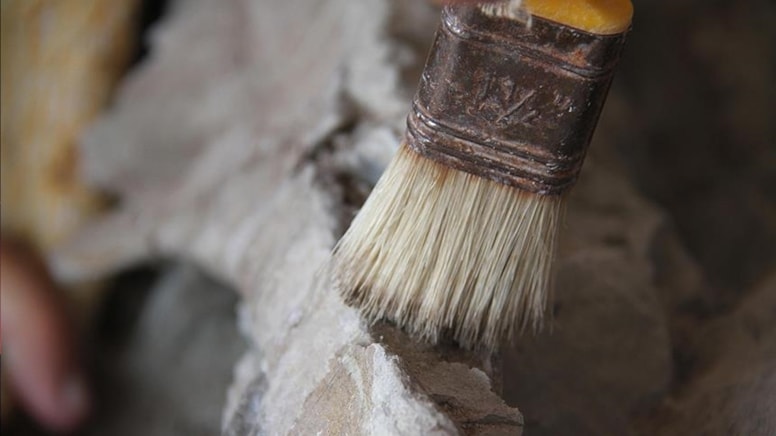 66 milyon yıllık fosilleşmiş kusmuk keşfedildi!