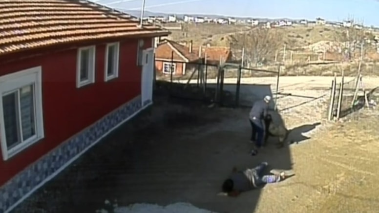 Çorum'da köpek dehşet saçtı! Eşini zor kurtardı