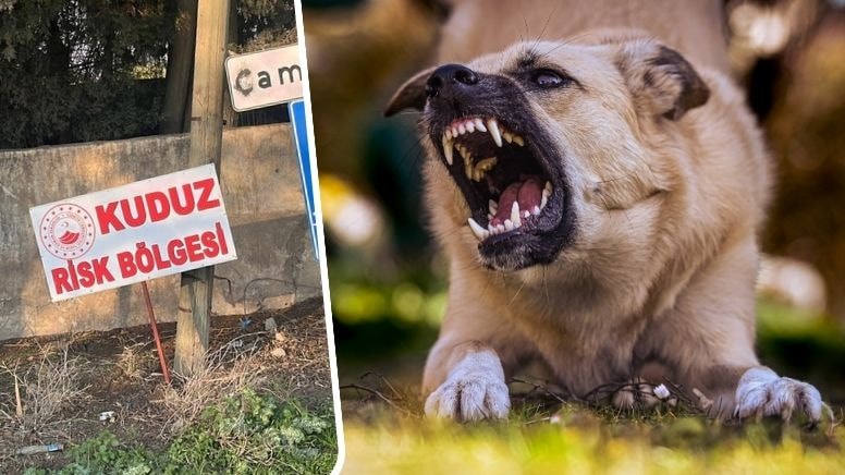 Hatay'da 'kuduz' alarmı! 2 kişi ısırıldı, mahalle karantinaya alındı