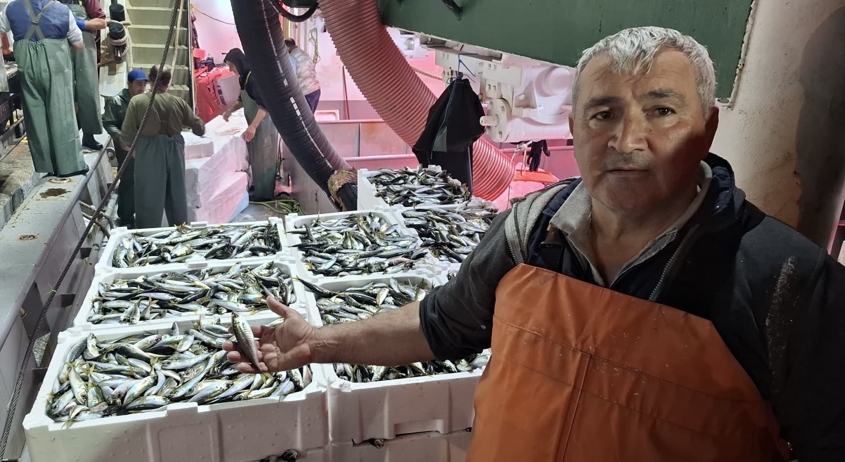 Palamut ve hamsinin ardından o geldi! Bolluk başladı fiyatı ucuzladı