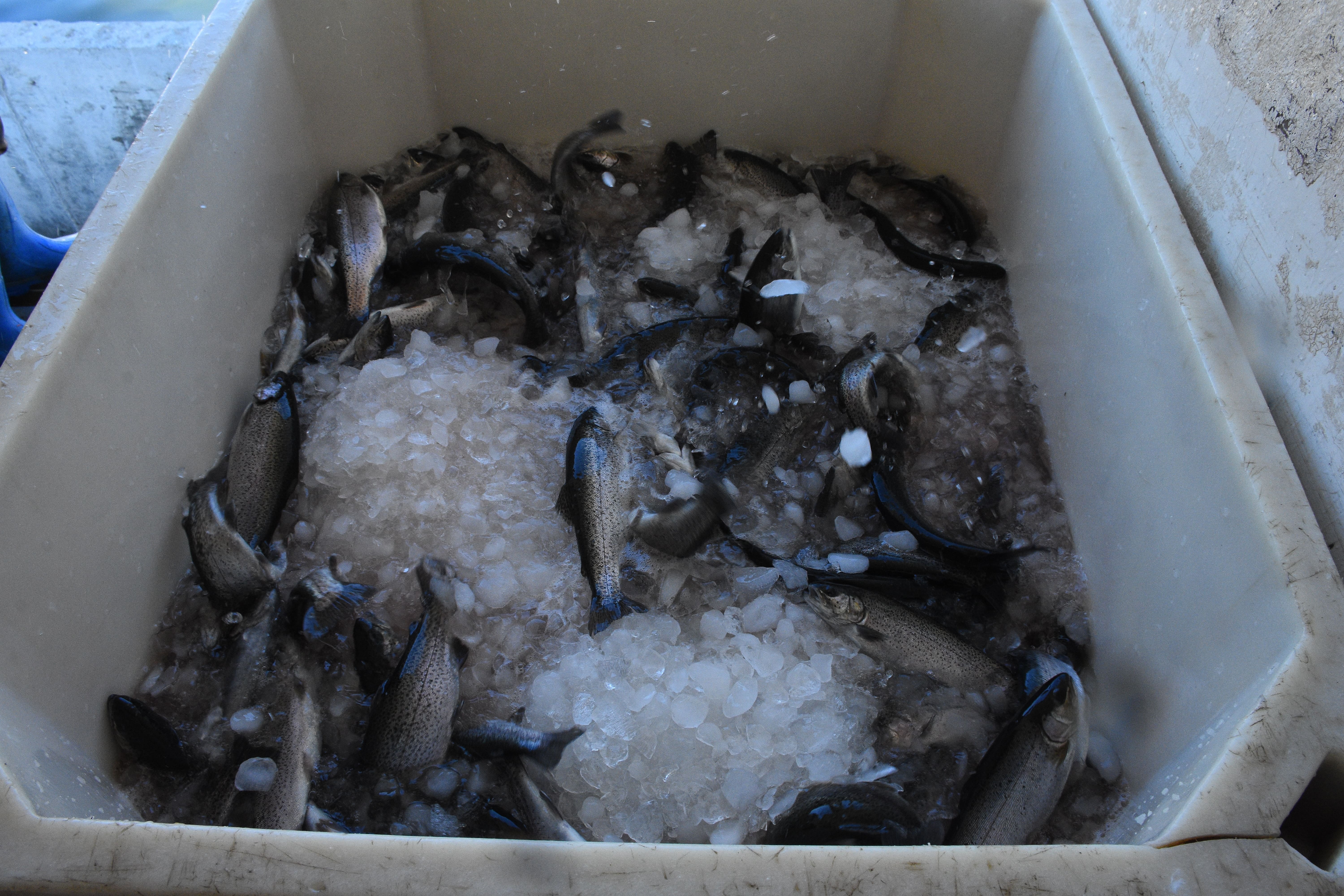 Köyde 250 ton balık üretiliyor: 70 Avrupa ülkesine ihraç ediliyor