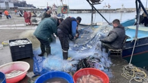 Balıkçılar 2 ton paşa balığıyla limana döndü: Kilosu 350 TL'den tezgahlarda yerini aldı