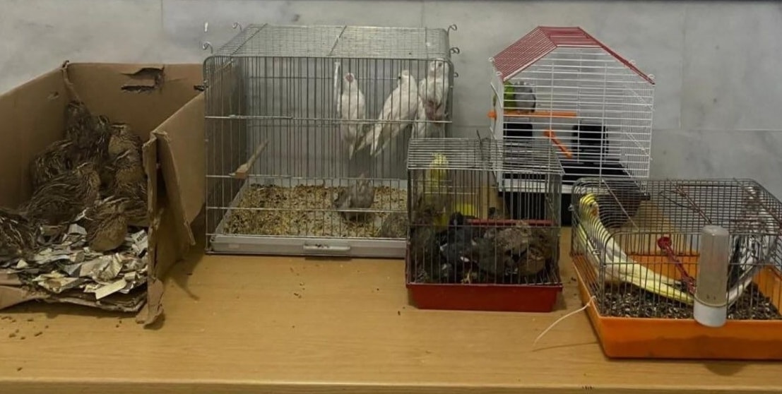 Kahvehaneye 'kaçak ırk hayvanı' baskını: 2 kişiye para cezası