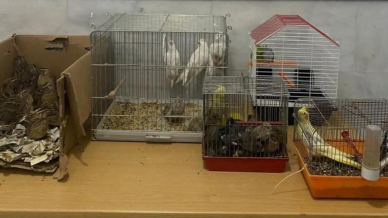 Kahvehaneye 'kaçak ırk hayvanı' baskını: 2 kişiye para cezası