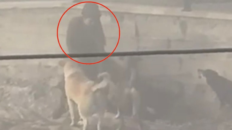 Ankara'da başıboş köpekler hamile kadına saldırdı