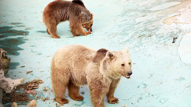 Sıcaklık düşmedi... Efe ile Ege kış uykusuna yatamadı