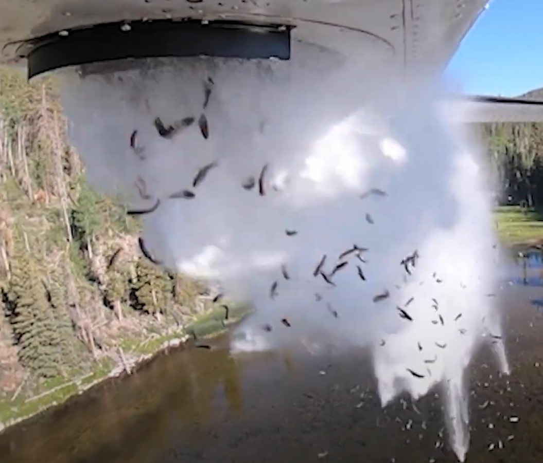 Uçaktan aşağı tonlarca balık attılar: Amaçları gayet kutsal