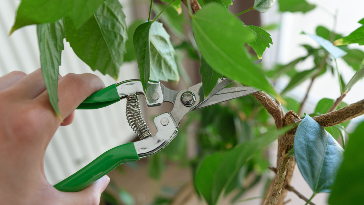 Bir fincanı göbek yağını çatır çatır yakıyor: Yeşil çay değil