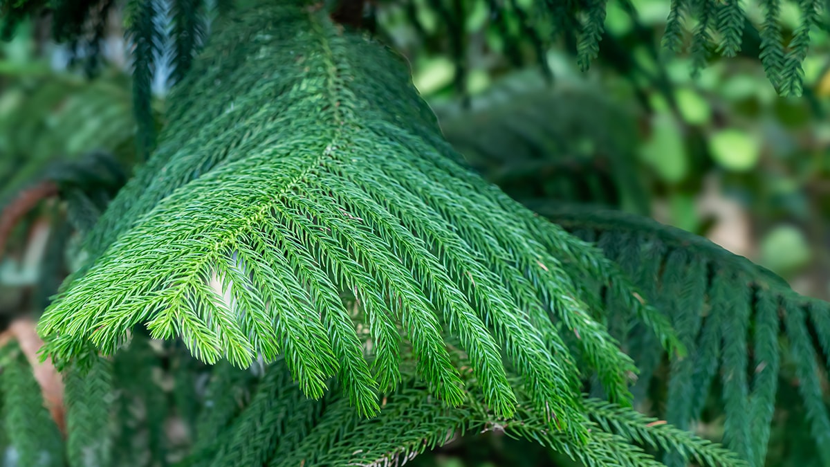 Belçika'da ilginç çağrı: Çam ağacı yiyin! İşte nedeni...