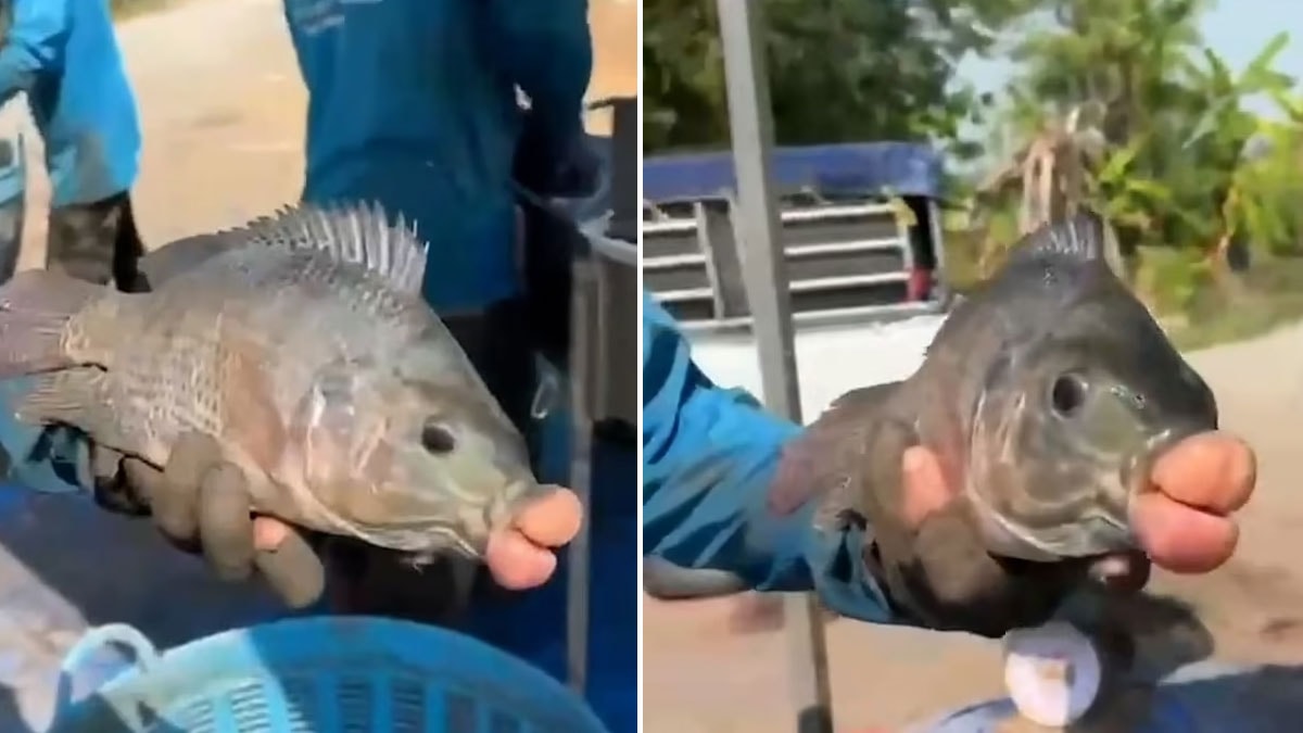 'Estetikli balık' görenleri hayrete düşürdü