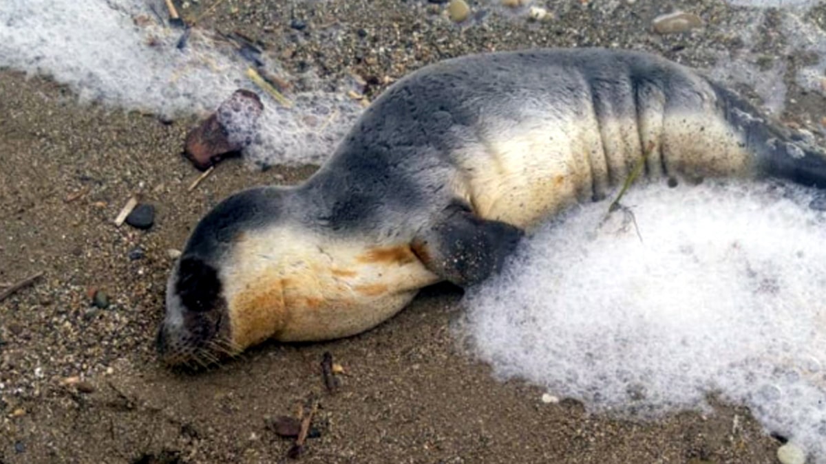 Kıyıya vuran Akdeniz fokundan sevindiren haber