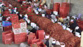 Kırmızı altın Türkiye'nin 81 iline gönderiliyor: Köylüler tek tek çöplerini ayıklıyor