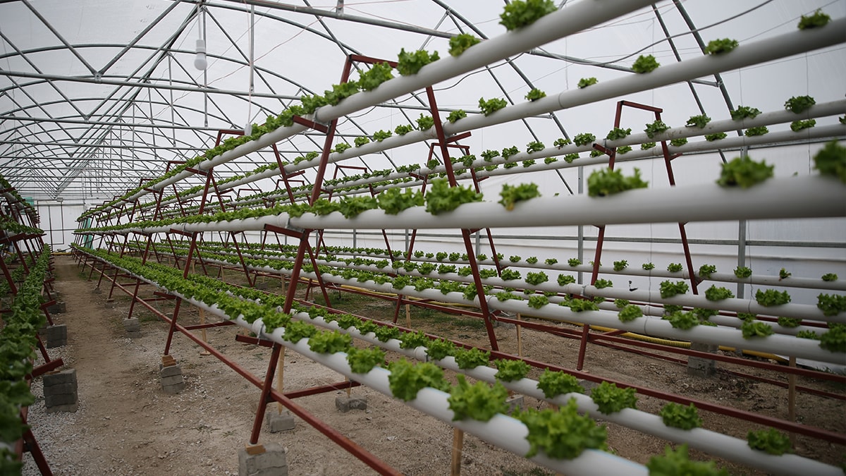 300 metrekarelik alanda 40 günde bir hasat alıyor