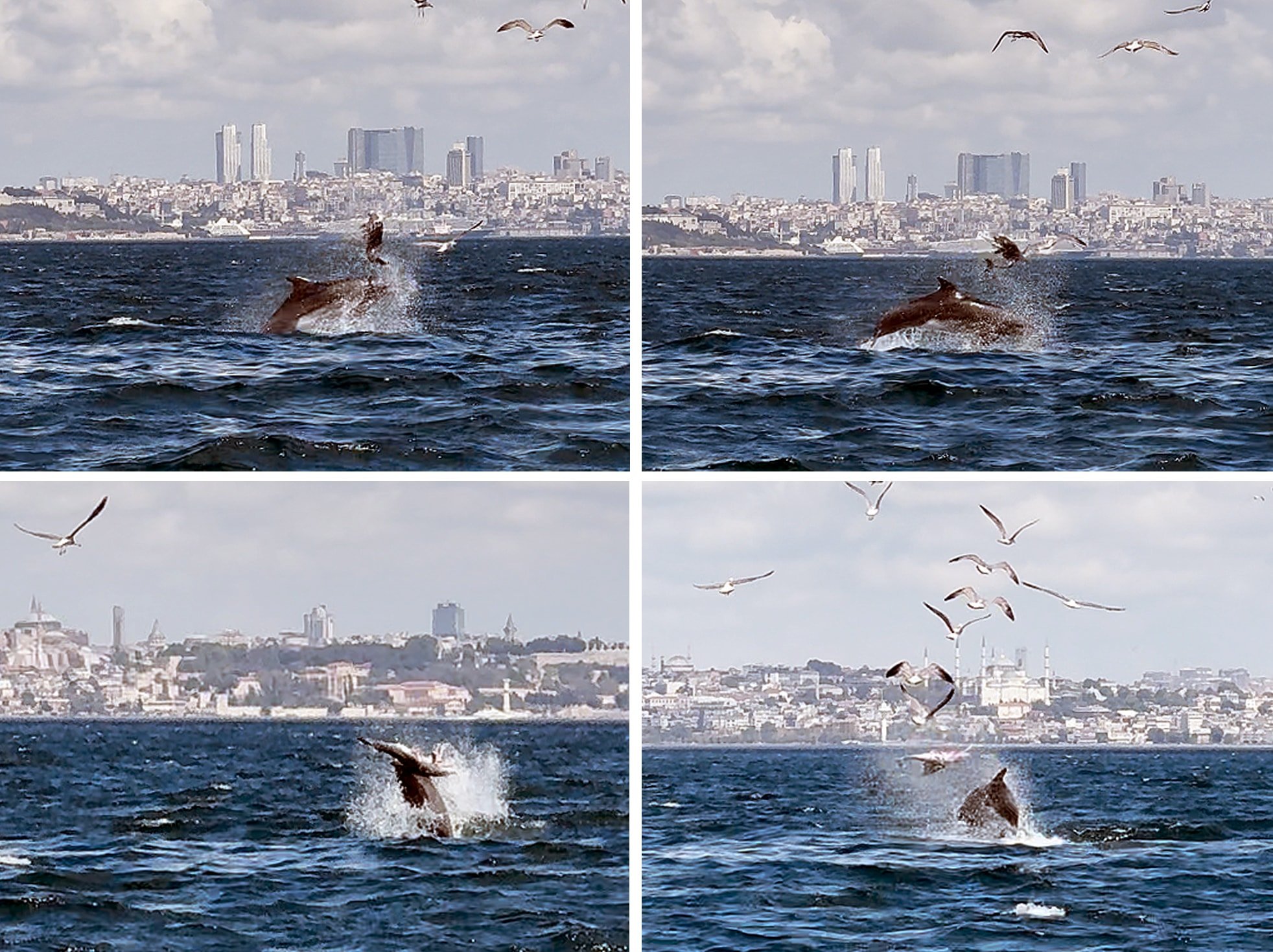 Marmara Denizi'nde gizemli olay! Vura vura öldürdü, bilimsel dergiye konu oldu... - Resim : 1