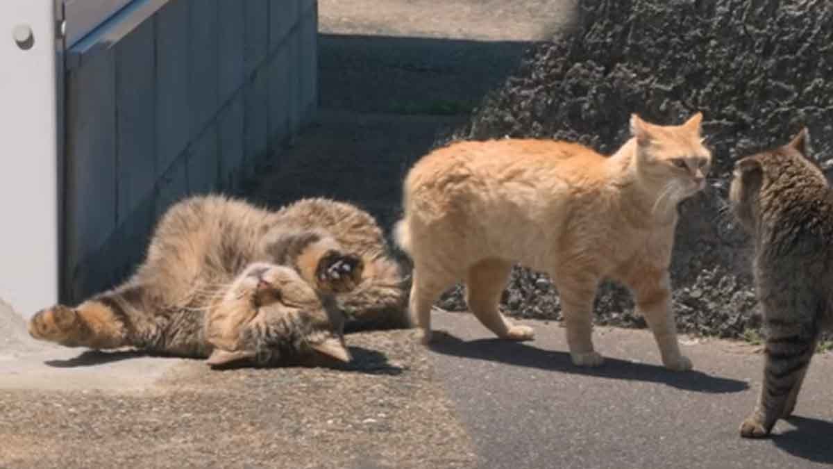 Kediler yavaş yavaş bu adanın kontrolünü ele geçiriyor: Adada sadece 4 kişi yaşıyor