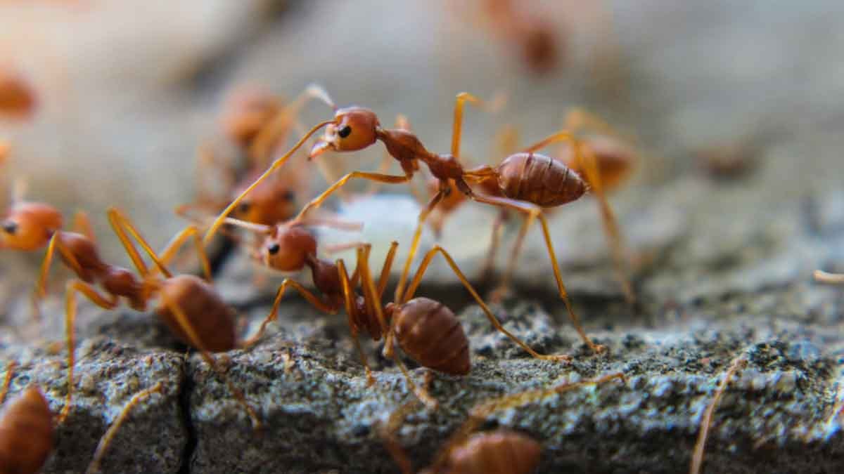 8 yaşındaki çocuğun evinin bahçesinde karıncalarla ilgili keşfi Dünya bilimini değiştirdi