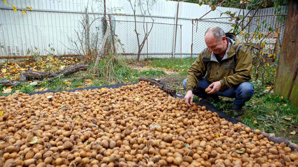 Çinliler, yaklaşık 300 yıl önce yetiştirmeye başladı: Sadece 4 günde ruh halini iyileştiriyor