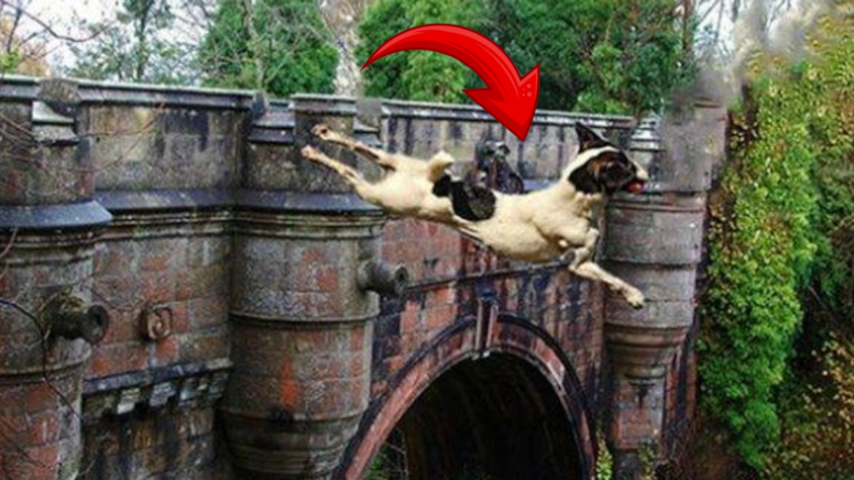 Bu köprüye gelen köpekler dayanamayıp hayatına son veriyor