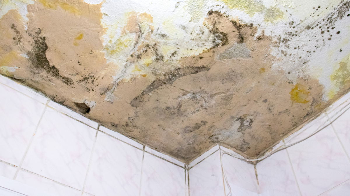 Evdeki rutubetin ve kokunun kökünü kazıyor: Çözümü bu kadar kolaymış