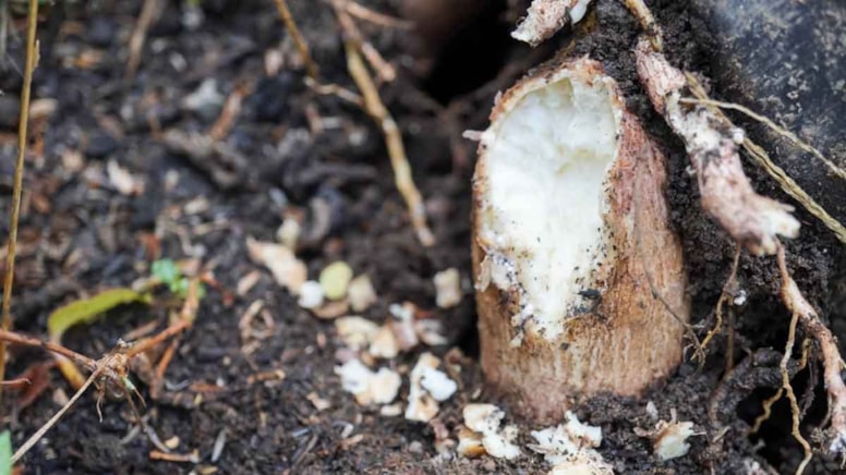 Dünyanın en ölümcül sebzesi: Yaklaşık 500 milyon insan onu yemeye devam ediyor...