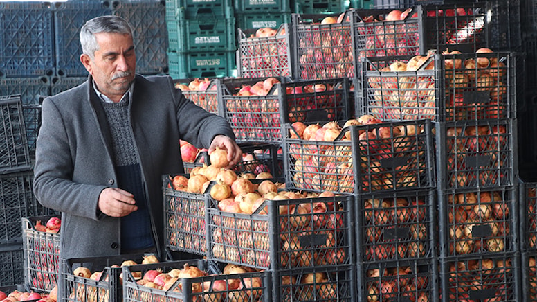 Kalp dostu zivzik narının hasadı başladı: Kilosu 30 liradan satılıyor
