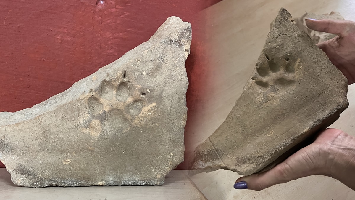 Herakleia Antik Kenti'nde tarihe iz bırakan pati izleri keşfedildi