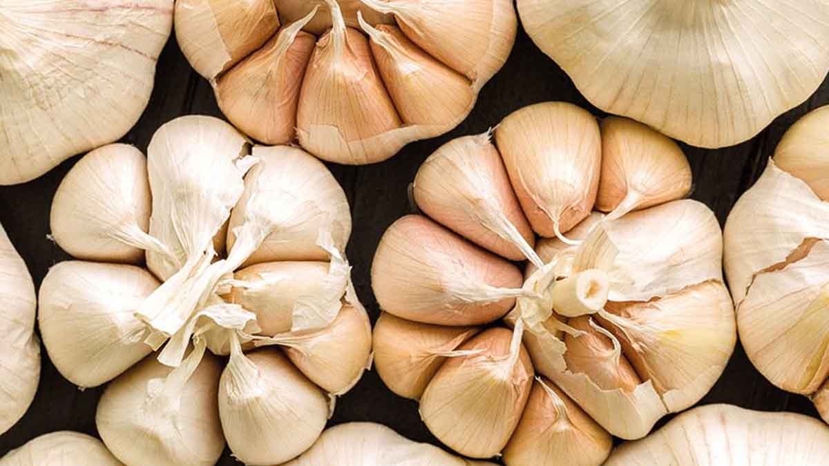 Bütün kış sarımsak kabukları topluyorlar:  İdeal bir ortam sağlıyor