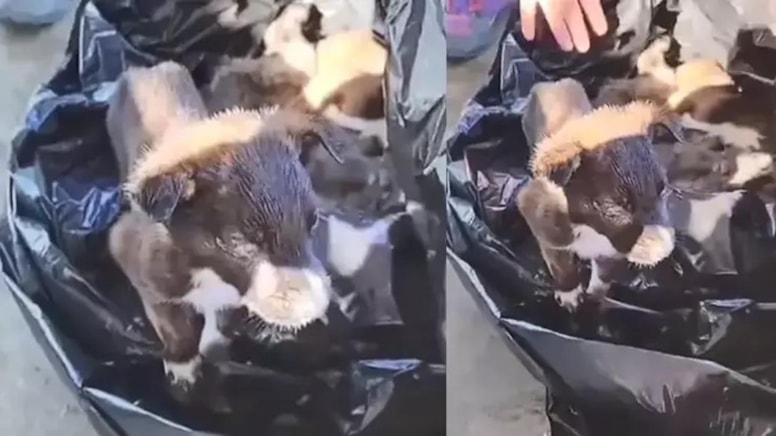 Edirne'de vahşet! Yavru köpekleri poşetle çöpe bırakan iki kişi serbest kaldı