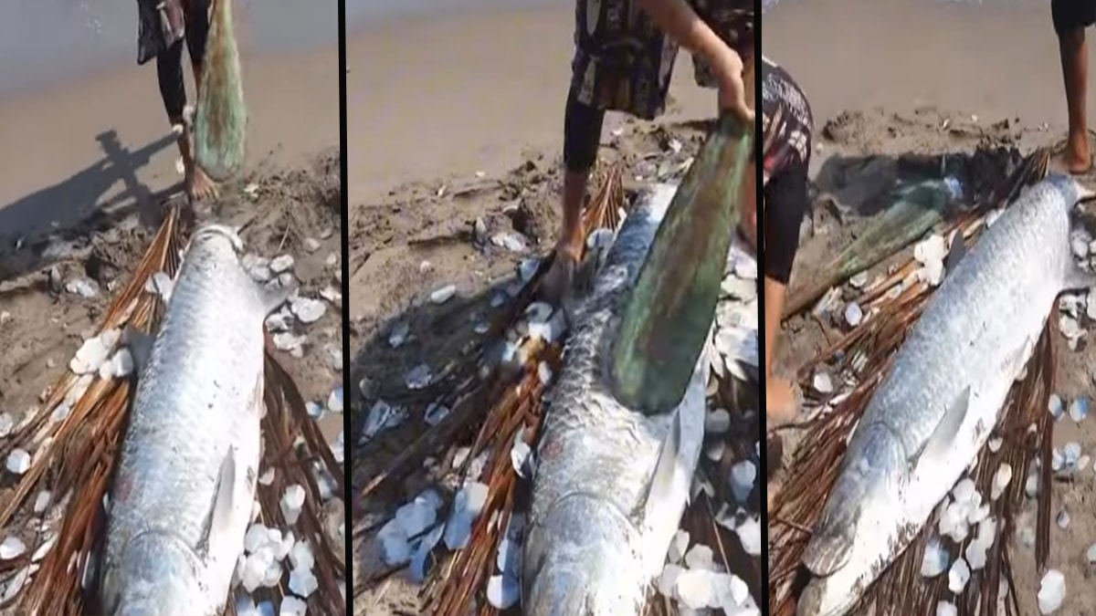 Eti değil pulları değerli! Dev balığı yakalayan servet kazanıyor