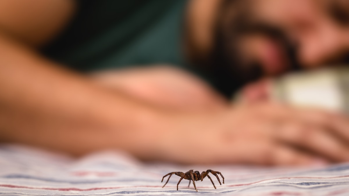 Efsane mi, gerçek mi? Uykuda kaç örümcek yutuyoruz?