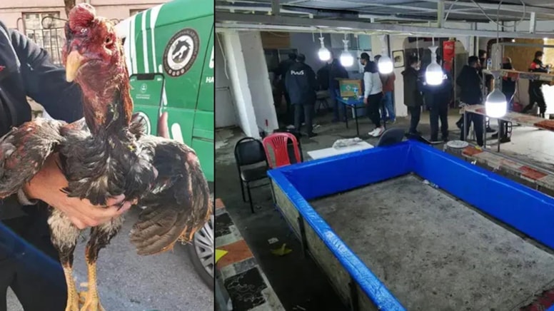 Karabük'te horoz dövüştürdükleri iddiasıyla 27 kişi yakalandı