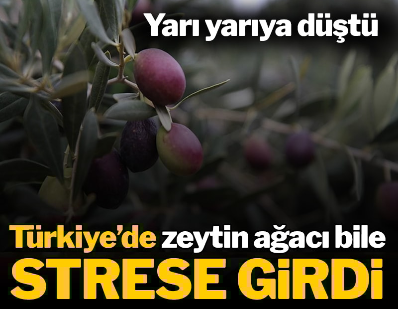 Türkiye'de zeytin ağacı da strese girdi! Yağ verimi ve kalitesi düştü